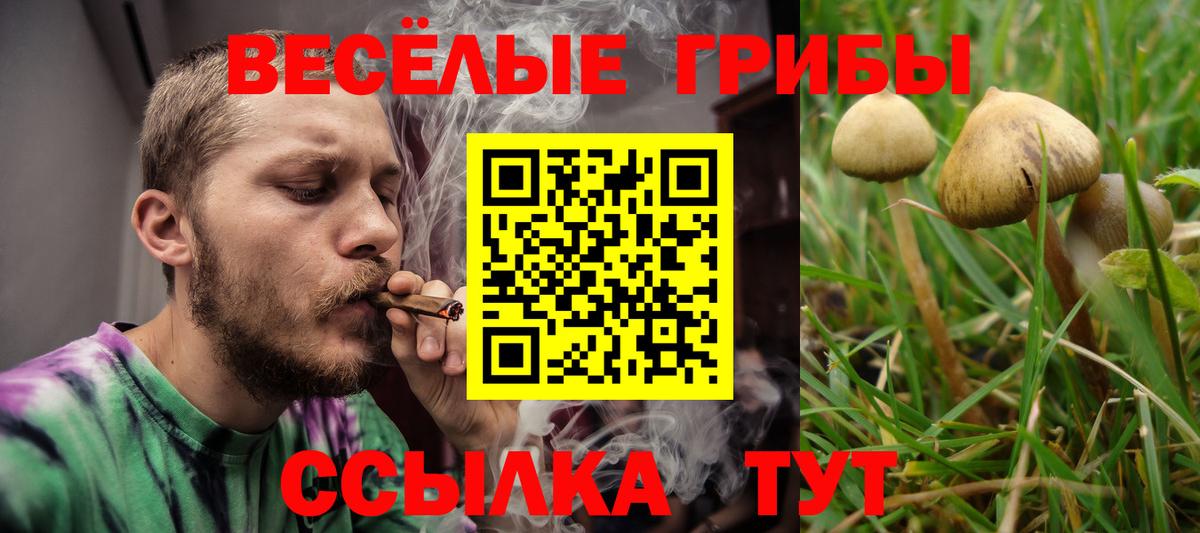 Галлюциногенные грибы Psilocybe Кропоткин
